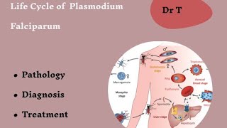 Life cycle of Plasmodium falciparum Part 1 [upl. by Anyad119]