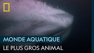 En images  le plus gros animal de tous les temps [upl. by Iren]