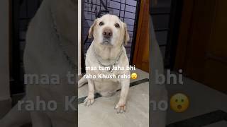 Khush rehne ko he bola Tha…😮🦮 funny comedy haryanvi labradoor doglover 2024 [upl. by Okoyk]