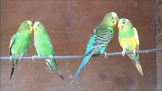 Cute Love Birds Mating [upl. by Anitirhc]