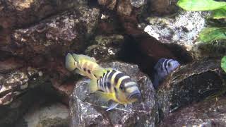 Neolamprologus sexfasciatus Gold [upl. by Ennovoj]