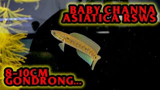 DAPAT CHANNA ASIATICA RSWS GONDRONG SIZE BABY [upl. by Yrovi846]