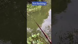 Net Fishing By Fishing Rood Fishing with Normfishingshortsreelsfishing video [upl. by Terrel]