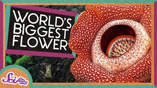 The Biggest Flower in the World  Corpse Flower  SciShow Kids [upl. by Elliott806]