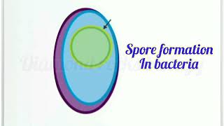 spores and cysts in bacteria  spore formation  spores animation vedio [upl. by Paulette]