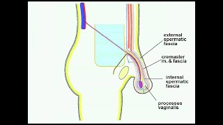 Inguinal Region and Inguinal Hernias with optional subtitles [upl. by High358]