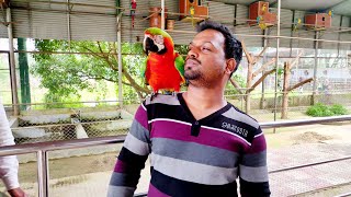 Safari Park Gazipur ред Bangabandhu Safari Park ред Train Journey ред Macaw Birds ред Bangladesh [upl. by Wildee]