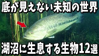 底が見えない未知の世界湖沼に生息する生物１２選【生物雑学】 [upl. by Shah]