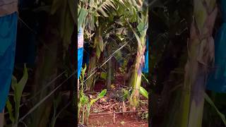 Banana Farm farmer fruit agriculture shorts viralshorts [upl. by Amsirac210]