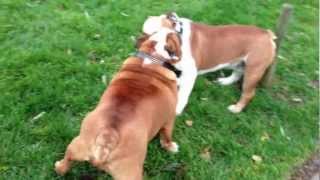 English Bulldog fight [upl. by Tattan497]