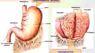 анатомия пищевода и желудка [upl. by Anawk555]