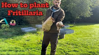 How to plant Fritillaria persica Cottage Garden Vlog 5 [upl. by Ahsennek777]