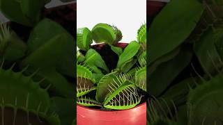 How to Care for Your Venus Flytrap and Other Carnivorous Plants [upl. by Catha332]