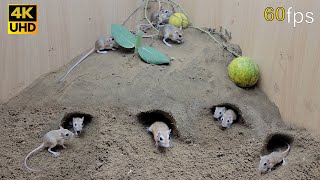 Cat TV for cats to watch mouse digging burrows in sand and squeaking 8 Hour 4k UHD [upl. by Aileahcim]