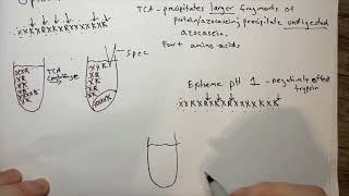 Azocasein Assay Analysis of Trypsins Protease Activity [upl. by Sadirah]