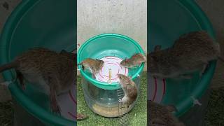 Best home Mouse trapmouse traps tips rattrap mousetrap [upl. by Elyn]