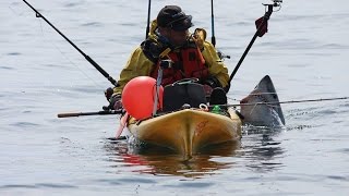 Porbeagle shark Catch and release huge one from a kayak Malin head [upl. by Lihcox]