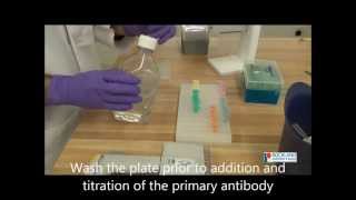 How To Perform an Indirect ELISA [upl. by Lewendal549]