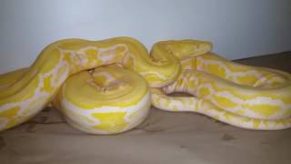 Burmese and Reticulated Python Collection [upl. by Giulia]