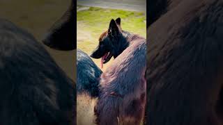 German Shepherd Dog mating  Dog Mating  Jeggy mating done shortvideo foryou viral dog [upl. by Brogle138]