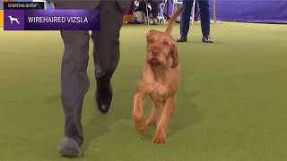 Wirehaired Vizslas  Breed Judging 2024 [upl. by Shanley]