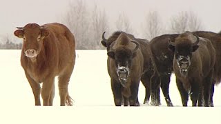 Lost cow found months later with herd of bison [upl. by Eam]