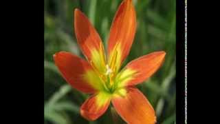 บัวดิน การผสมเกสรบัวดิน Zephyranthes Pollination Part 1  3  5 [upl. by Zakaria636]