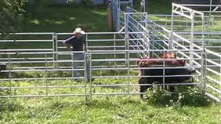 StockmanshipPut new calves through corral 2 of 2 [upl. by Aneelad931]