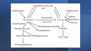 Phenylalanine and tyrosine metabolism [upl. by Arehahs711]