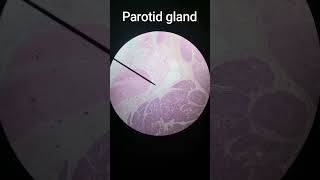 Parotid Gland [upl. by Yadroc510]