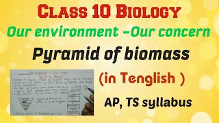 Our environment Our concern Pyramid of Biomass class10biology [upl. by Hornstein994]