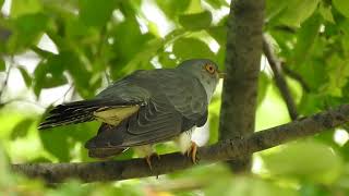 the call of common cuckoo Cuculus canorus [upl. by Westerfield]