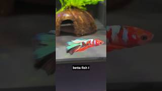 Heres My Walstad Betta Fish Tank Setup Video aquarium fishtank bettafish [upl. by Balliett]