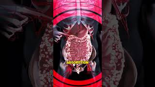 Virus vs Bacteria  What Is The Difference shorts [upl. by Nelram]