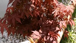 CUIDADOS DEL ARCE JAPONES Acer Palmatum Atropurpureum [upl. by Linis]