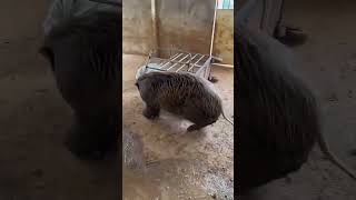 How to catch the Boar 🐗animals funny pig wildboar quotNO ANIMALS WERE HARMEDquot [upl. by Anis]