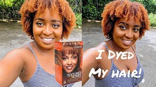 How to Dye BLACK Natural Hair LIGHT GOLDEN BROWN  NO BLEACH [upl. by Aivizt]