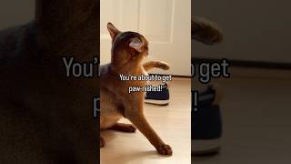 Abyssinian kitten DRAMA 😂 aka playtime abyssinian funnycats fyp catshorts catlover [upl. by Gilburt]