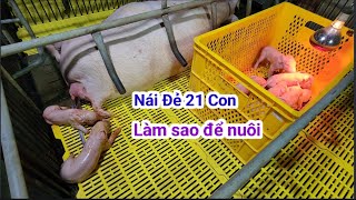 Heo nái mà đẻ 21 con thì làm sao nuôi [upl. by Seebeck]