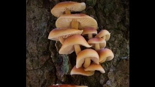 APeeling Orange Fungi and a Lovely Lichen [upl. by Dinnage805]