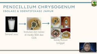 Tugas Proyek Mikrobiologi Industri Leuconostoc Mesenteroids dan Penicillium Chrysogenum [upl. by Yniatirb]