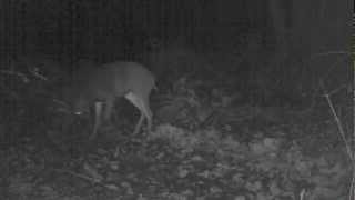 EPIC Blacktail deer fight caught on trail camera [upl. by Verity]