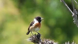 European Stonechat in Spain [upl. by Schulein]