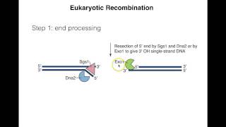 Homologous recombination II [upl. by Notrub330]