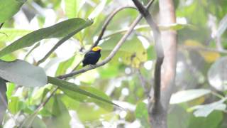 Golden Headed Manakin [upl. by Ynamad399]