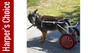 Best Dog Wheelchairs 2024  Top 5 [upl. by Eisset646]