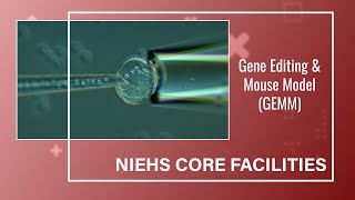 NIEHS Core Facilities  Gene Editing and Mouse Model [upl. by Jola]