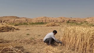 Harvesting Wheat By Hand In The Villages Of IRAN  Nomadic Lifestyle Of IRAN [upl. by Blatt]