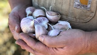 PLANTING GARLIC in a northern climate FULL INSTRUCTIONS [upl. by Christalle73]