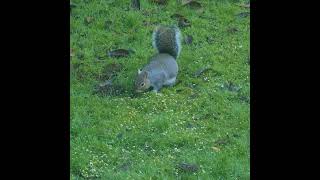 Big fluffy squirrel garden [upl. by Cleaves406]